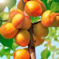 Абрикос карликовый Принц Март 2 года