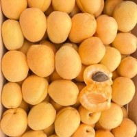 Абрикос Шалах 2-3 года