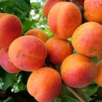 Абрикос Краснощекий 2-3 года