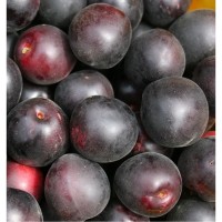 Абрикос Черный принц 2-3 года