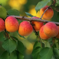Абрикос Восточно-сибирский 2-3 года
