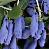 Жимолость камчатская Гордость Бакчара 2 года