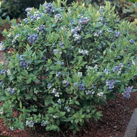 Голубика Топхэт гибрид  с черникой р9