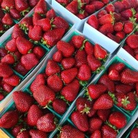 Клубника  ремонтантная Кабрилло  р8 -20шт