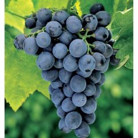 Виноград Экспресс ранний 2 года