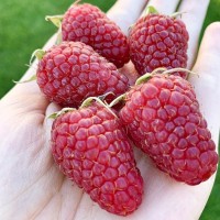 Малина  Гигант рубиновый