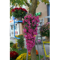 Хризантема каскадная Ливингстон №21