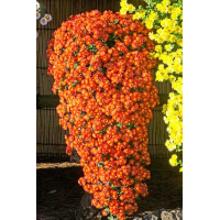 Хризантема каскадная Виктория №19