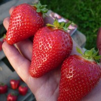 Клубника Альба  р8