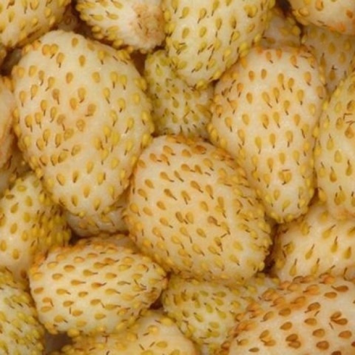 Купить Семена земляника ремонтантная Золотинка 0,1г в магазине Золотой каштан