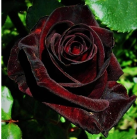 Роза чайно-гибридная Блэк Баккара С4