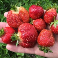 Клубника  Фестивальная  р8