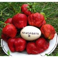 Клубника  ремонтантная Елизавета 2  р8