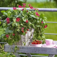 Клубника  ампельная ремонтантная Тоскана р8