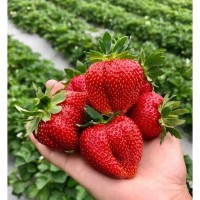 Клубника Мармелада р8