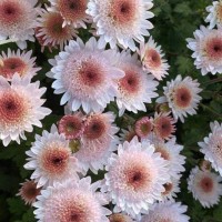  Хризантема корейская Медея р8 №8