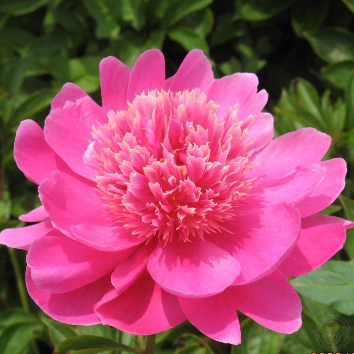 Купить Пион травянистый  Пурпурный Лотос в магазине Золотой каштан