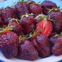 Клубника Черный принц р8