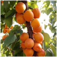 Абрикос Голд рич 2-3 года