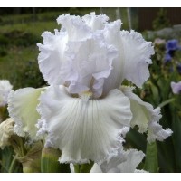Ирис бородатый Королева ангелов № 3