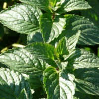  Мята Тачи р9