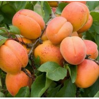 Абрикос Алеша 2-3 года