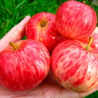 Яблоня   карликовая Коричное 4 года 