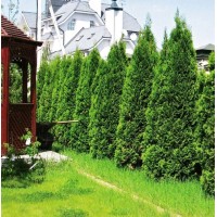 Туя Брабант 2 года