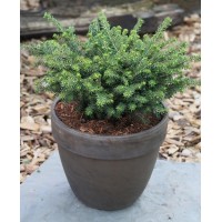 Ель сербская Карел С2