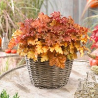 Гейхера Годжиберри р8