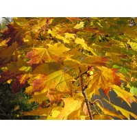 Клен остролистный 2 года 30-50см