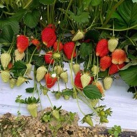 Клубника Клодия р8